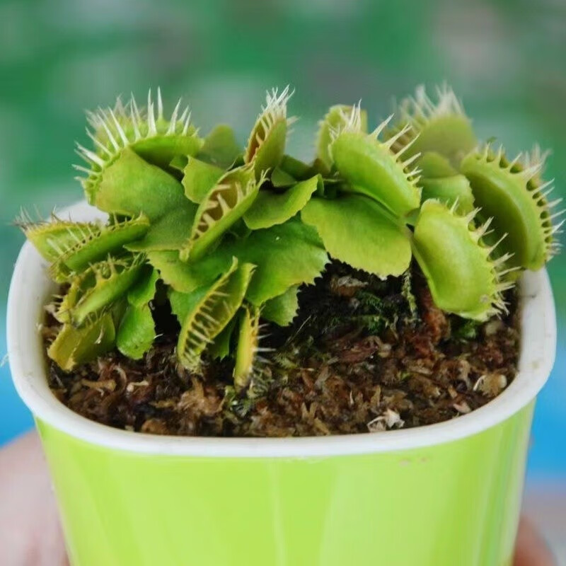 致荟树盆栽捕蝇草大苗室内阳台绿植盆栽捕虫草食虫植物花美人齿小苗夹