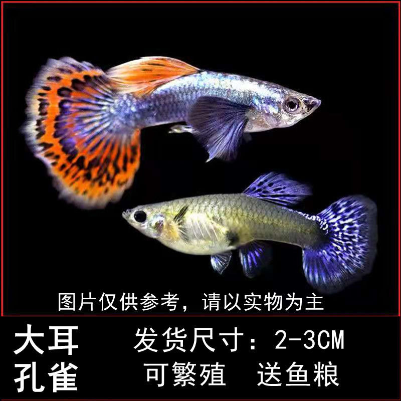 孔雀鱼凤尾鱼小型鱼淡水鱼纯种孔雀鱼清道夫活体好养-b 杂抛(2-3cm)5