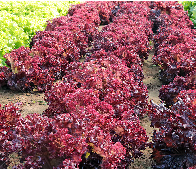 种 四季 夏季 冬季 生菜种植 紫生菜籽 -量大联系客服 紫叶生菜种子5g