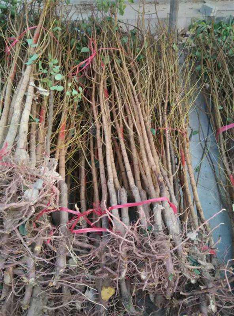 唯友(weiyou)杏树苗杏苗果树苗嫁接红杏树苗油杏苗南方北方种植盆栽地