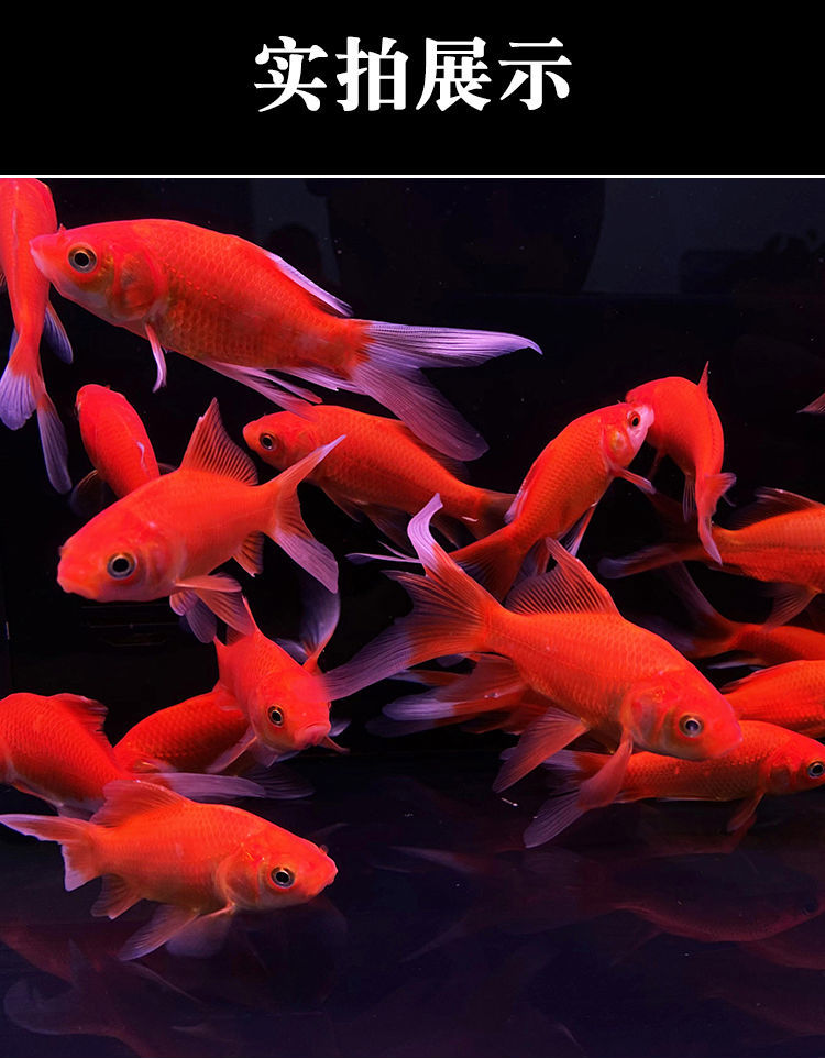 草金鱼活体锦鲫锦鲤活鱼观赏鱼淡水鱼冷水鱼小型鱼苗红