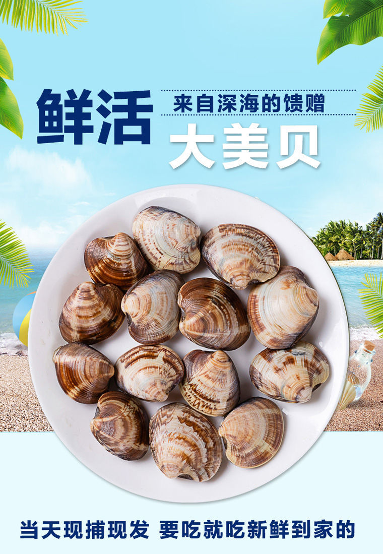 宏嘉睿海鲜美贝花甲鲜活花蛤无沙黄蚬子新鲜蛤蜊花蛤超大美贝每斤约20