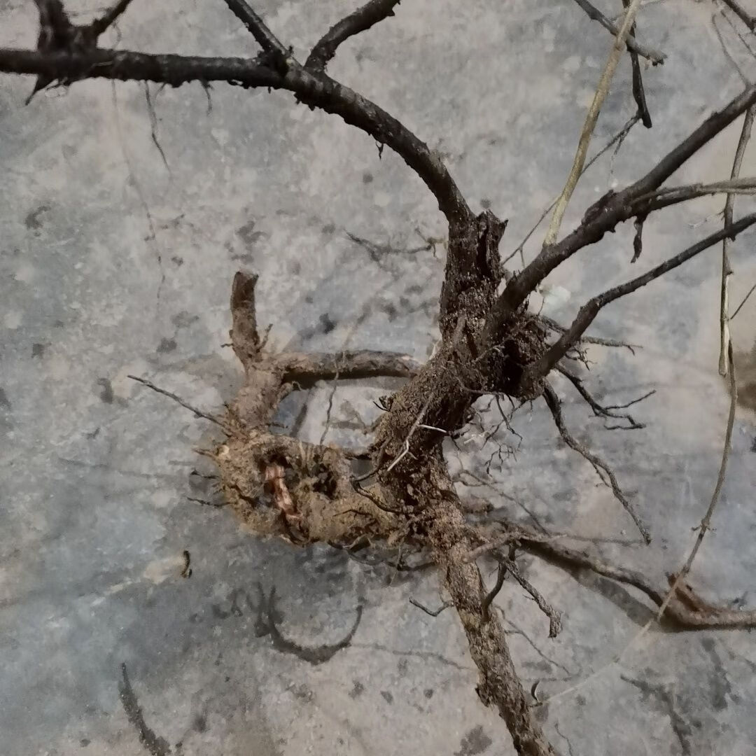 伟博野生中药材胡颓子根 胡秃子羊奶子牛奶根贯榨根叶刺头根500g 500g