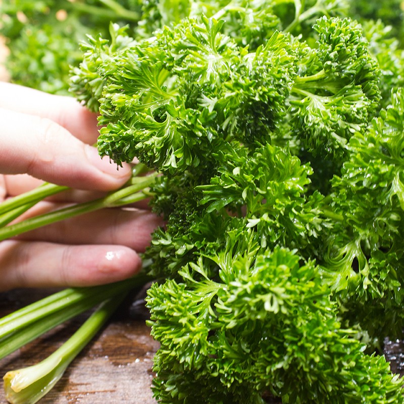 新鲜荷兰芹123斤西餐火锅装饰摆盘花草蔬菜法国香菜欧芹芫荽1斤