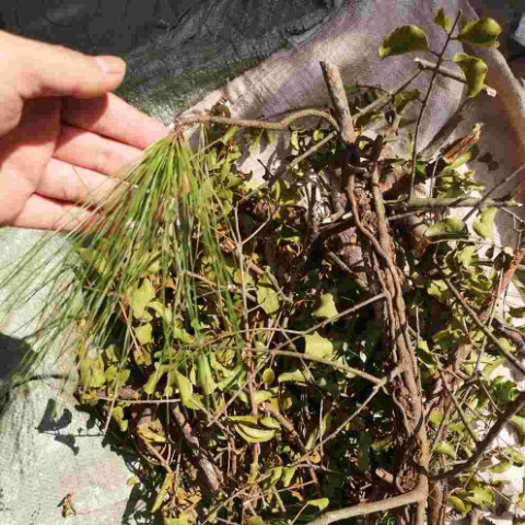 【京健康】松树寄生500克装干品 500g 500g【图片 价格 品牌 报价】