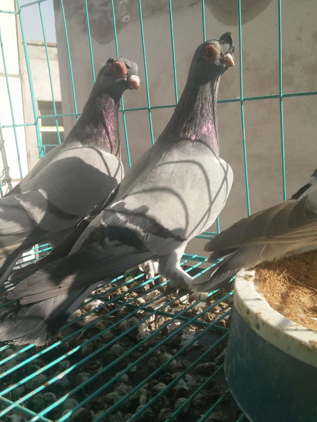 高飞鸽子活体 白瓦斑高飞 观赏鸽 青瓦斑高飞鸽子 甘谷高飞鸽子 蟾