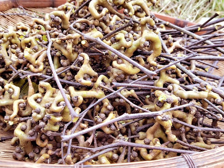 【果园直发】陕西拐枣新鲜 生吃泡酒材料金钩子 万寿果 枳椇子 鸡爪果