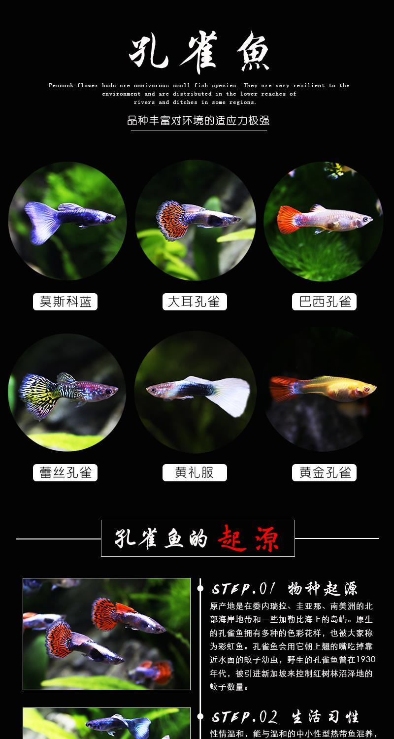 米奇鱼5条包活4条【图片 价格 品牌 报价】-京东