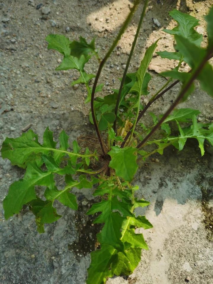 伟博新鲜黄鹌菜一支香三枝香山飞龙黄花枝香疔仔草假飞龙500g一斤