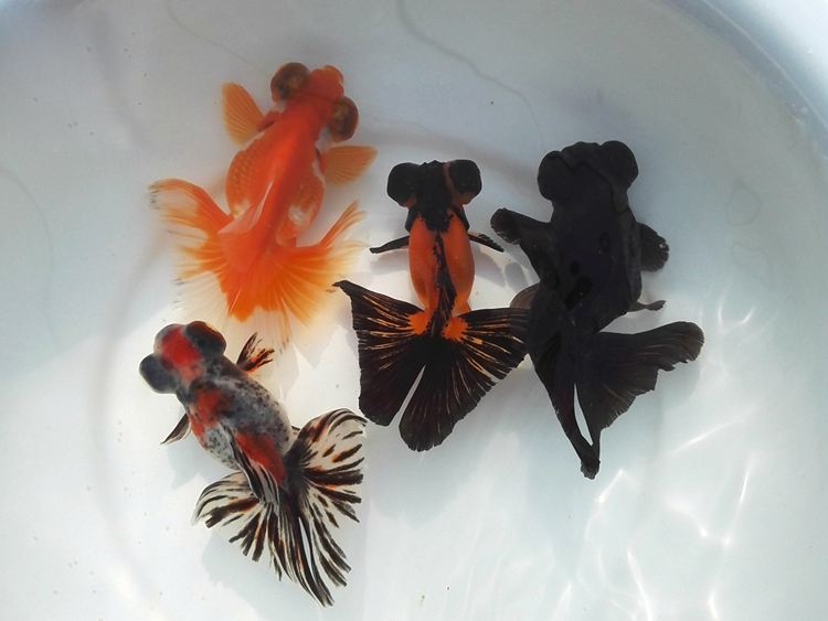 精品金鱼活体红蝶尾黑碟尾包金熊猫碟尾观赏鱼冷水淡水水族宠物鱼红