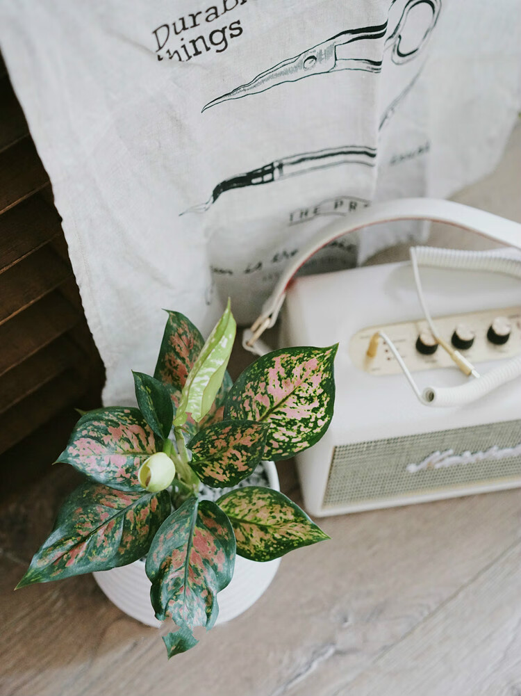 粉黛如意皇后 北欧风室内耐阴绿植清新空气盆栽 250ml浇水壶(带刻度)