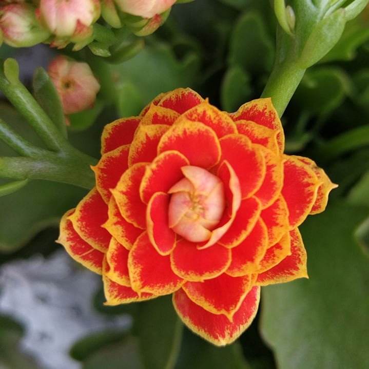 元井长寿花长寿花金狐狸盆栽重瓣新品客厅室内花卉凯特斯带盆栽好