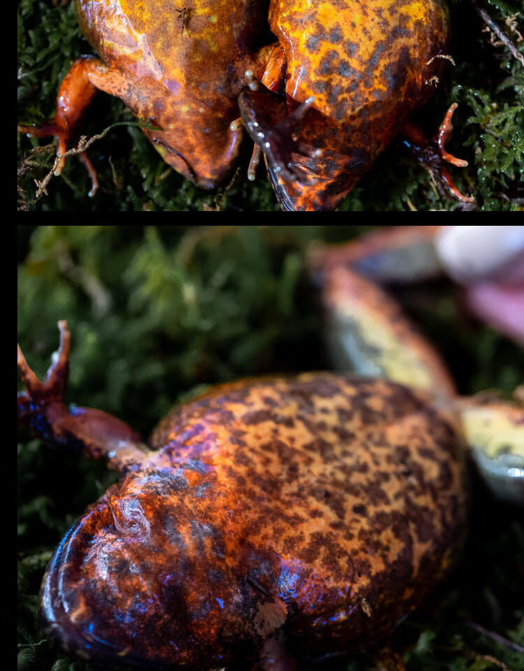 伟博东北林蛙活母豹子长白山蛤蟆新鲜林蛙母雪蛤鲜活顺丰一斤装910只