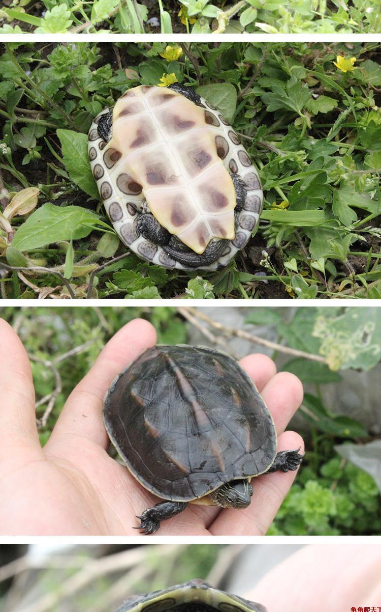 活物外塘珍珠龜小花龜苗活體臺灣草龜水龜家養招財觀賞龜 5-6釐米好養