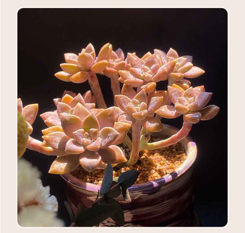 阿伦培多头整桩群生好养多肉植物露养盆载肉肉室内花卉阿伦陪群生冠幅