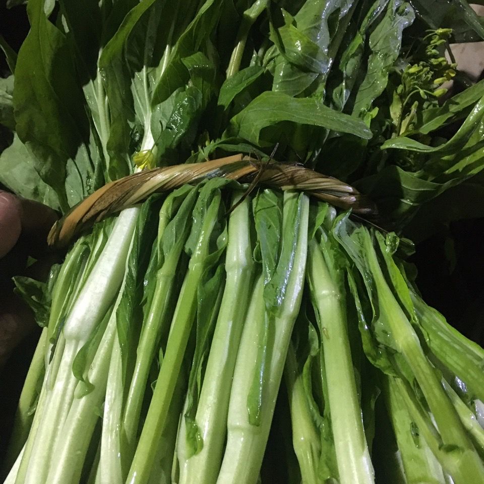 现摘现发白菜苔新鲜蔬菜时令爽口脆甜青菜叶类菜小白菜农家白菜苔现摘