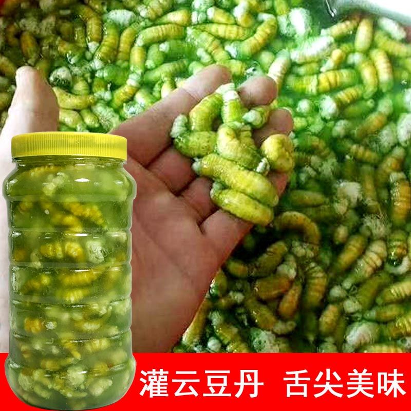灌云豆丹肉芝麻虫猪儿虫新鲜豆丹豆青虫下蛰活土虫食用昆虫钓鱼饵