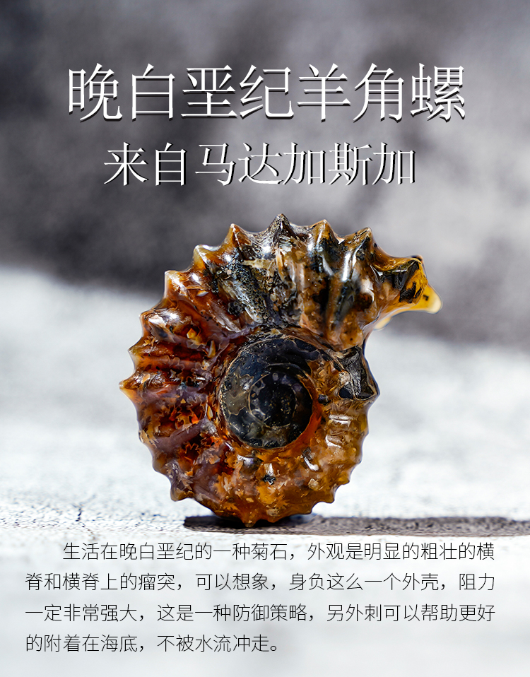 天然原石标本古生物羊角螺化石海螺玉化螺海洋菊石石头家居摆件 yj16