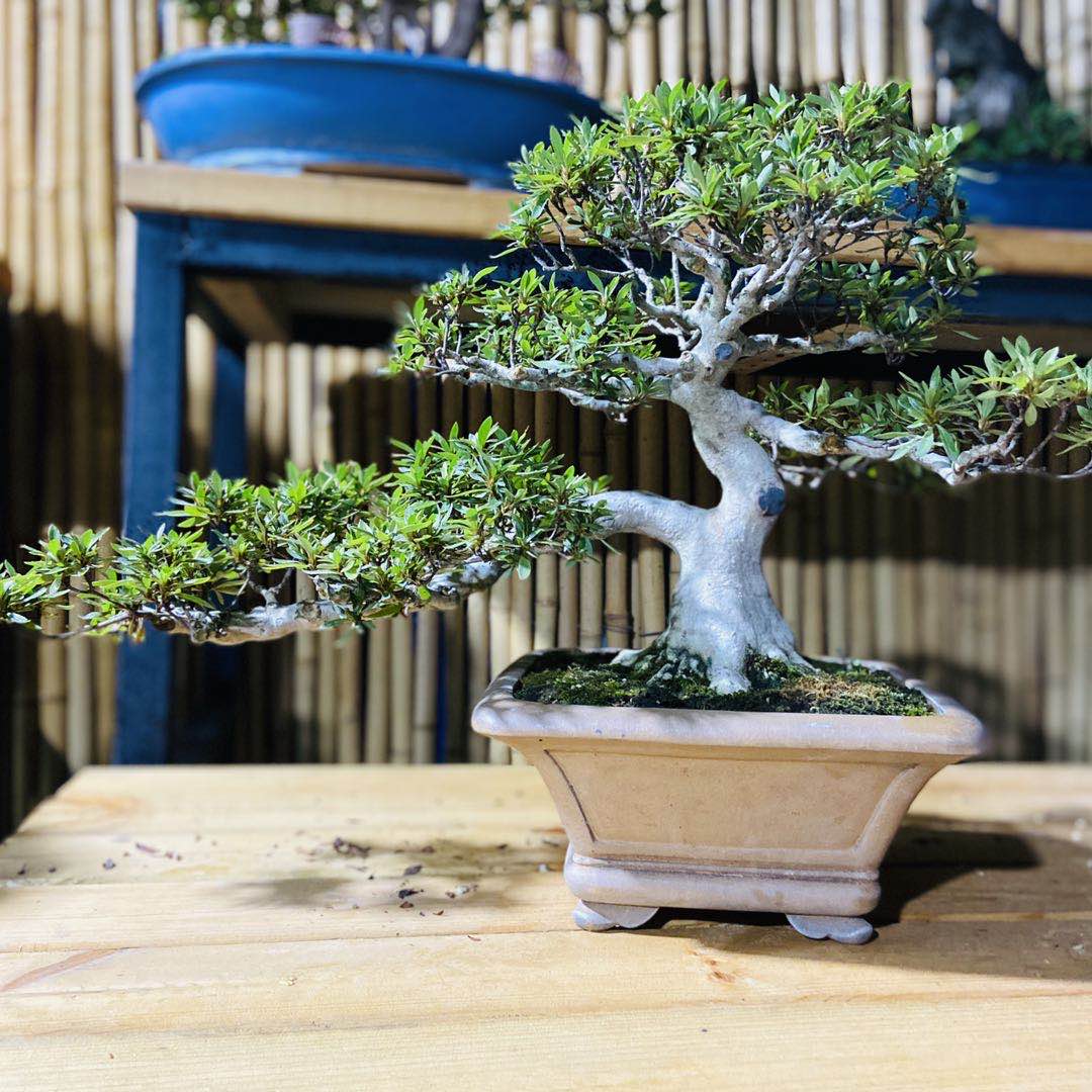 多瑙梦杜鹃花盆景老桩大杯珍山明美之月矮霸树桩室内阳台庭院绿植盆栽