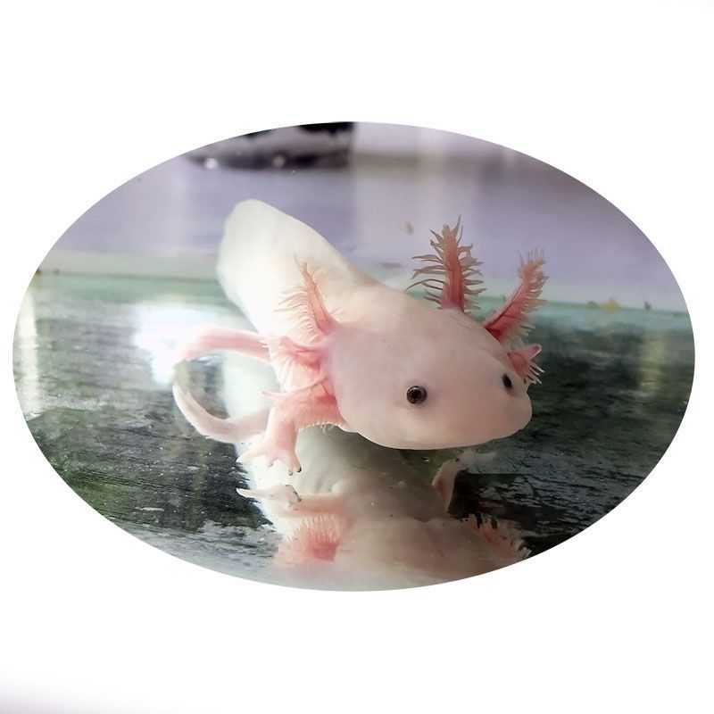 六角恐龙鱼冷水鱼活体宠物鱼霸王蝾螈淡水金鱼龙鱼清道夫好养耐活