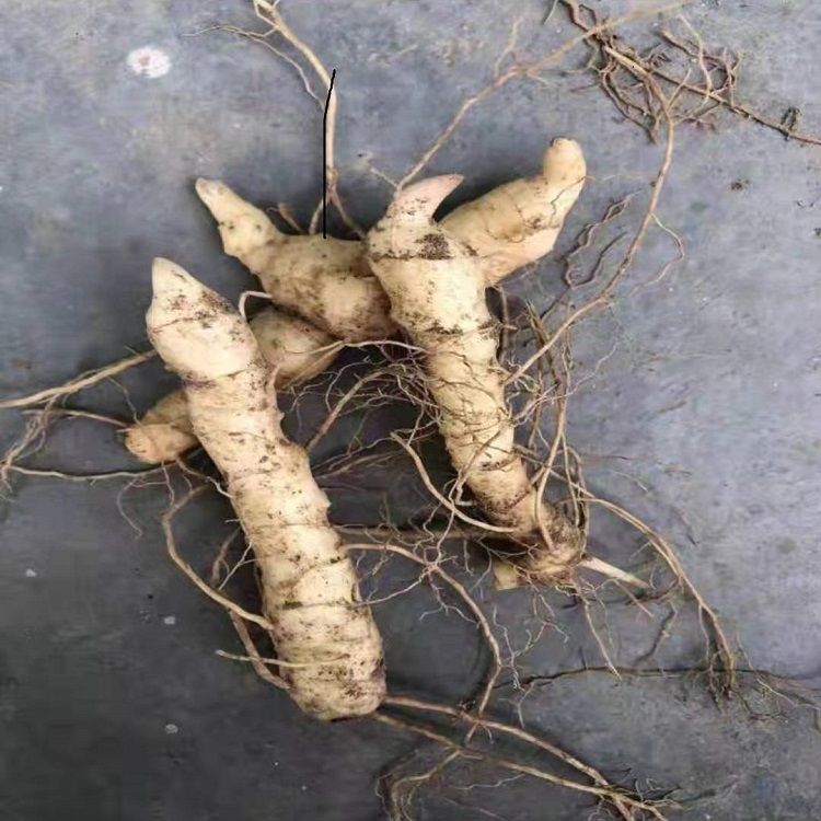 伟博批发鸡头黄精苗全芽头基地直发包教技术包成活药材100株 100个一