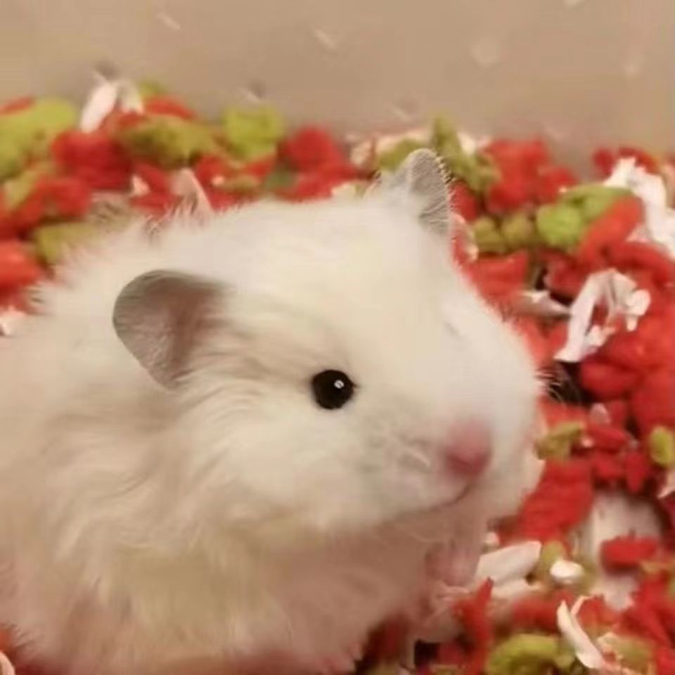 精品长毛熊活物长毛纯银杂银丁香长毛白熊可爱仓鼠宝宝 精品随机长毛