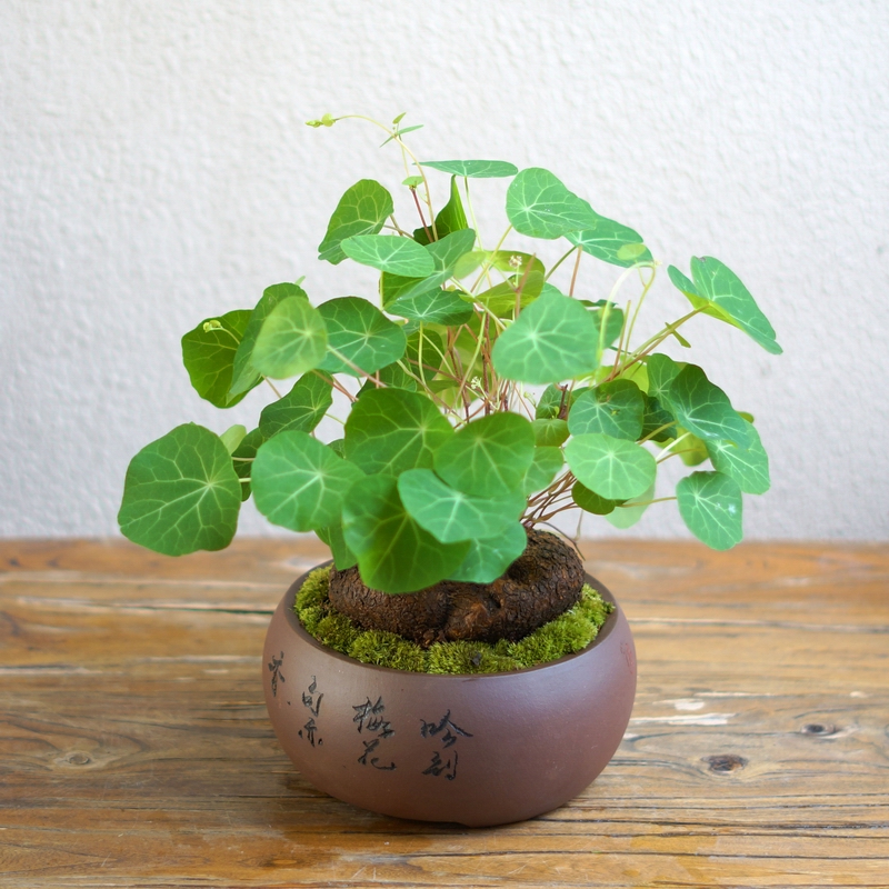 麦桑荷山乌龟金不换招财龟书房盆景办公室桌茶桌面绿植圆叶盆栽爬藤