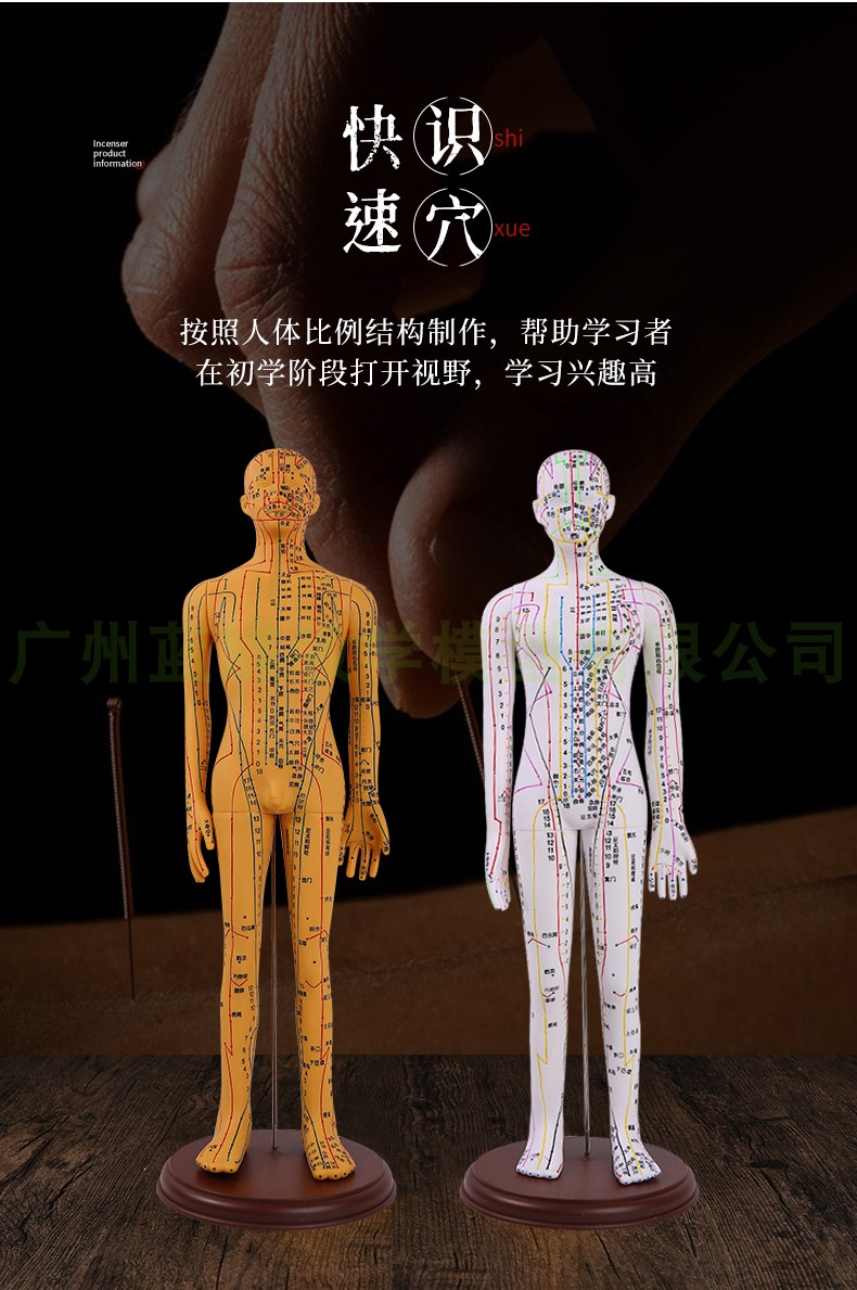 清晰人体穴位模型 铜人中医学 按摩全身经络通针灸教学男女小人模
