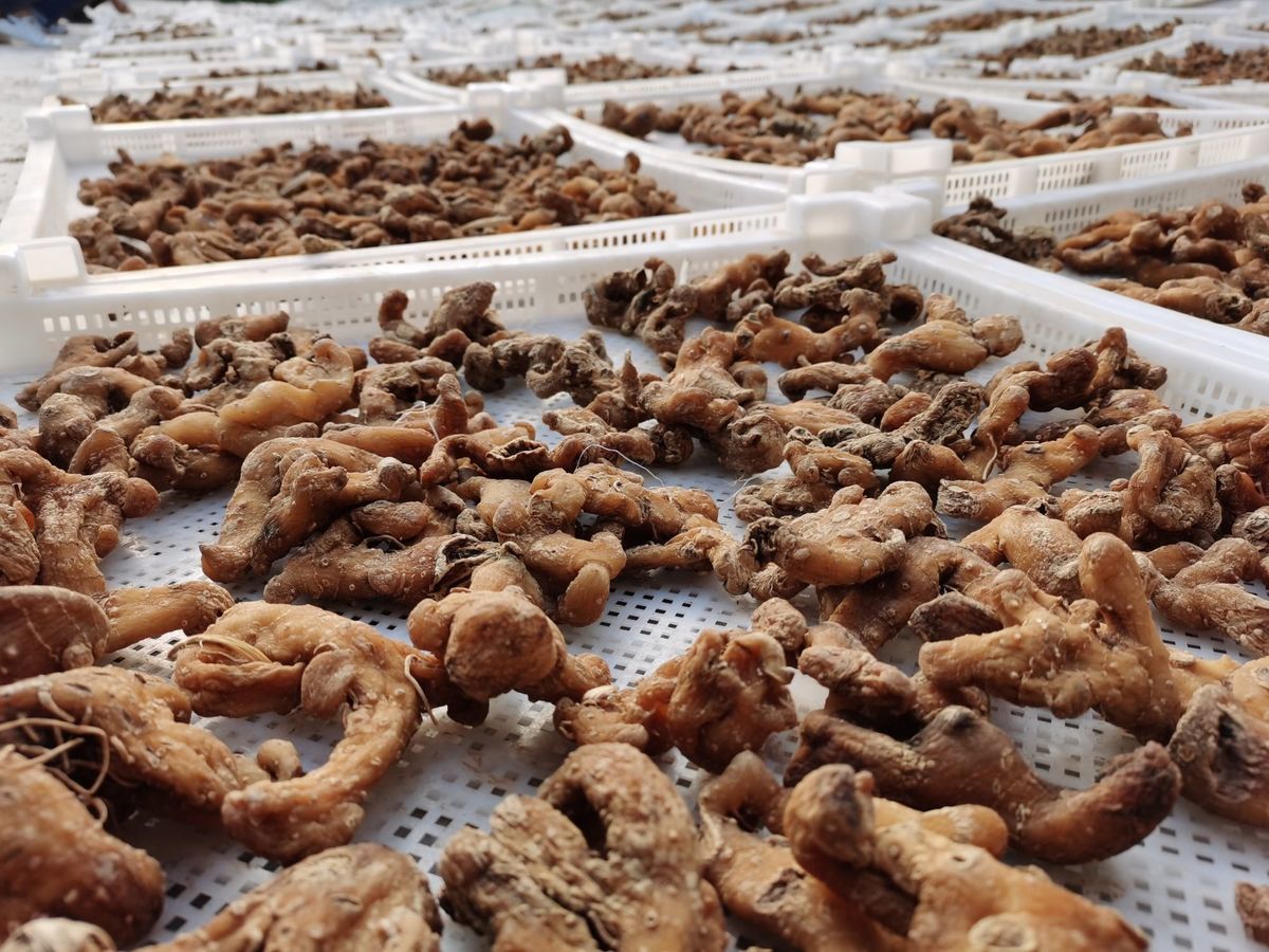 有仁堂黄精干货黄精正宗中药黄精干中药材九华山黄精九华山新疆专链