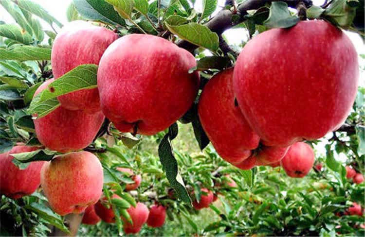 兰州红香蕉苹果宝宝刮泥老年人新鲜水果粉面甜苹果5斤75mm含80mm不含5