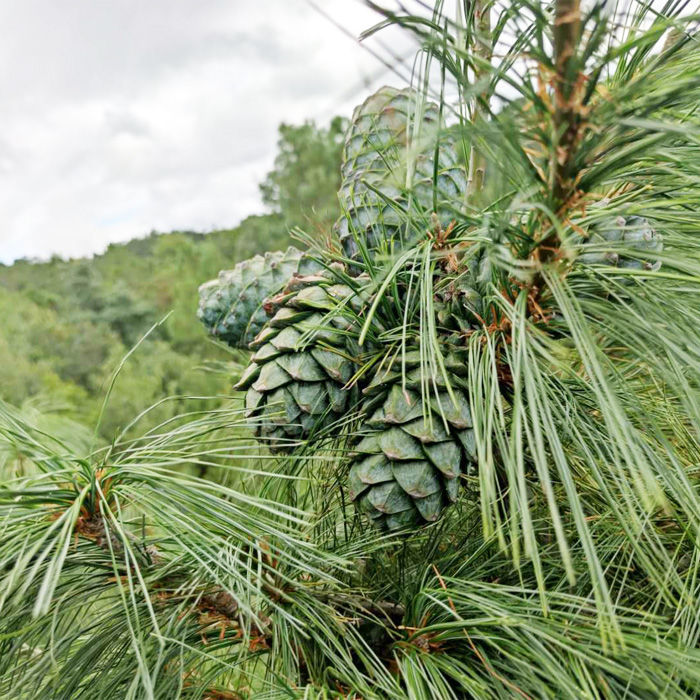 云南特产农家自产新鲜坚果新货落水黑松子 半斤【图片 价格 品牌 报价