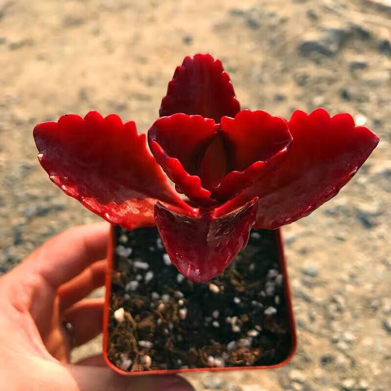 朱莲多肉多肉植物控养精品组合盆栽室内花卉办公室阳台盆栽朱莲小苗4