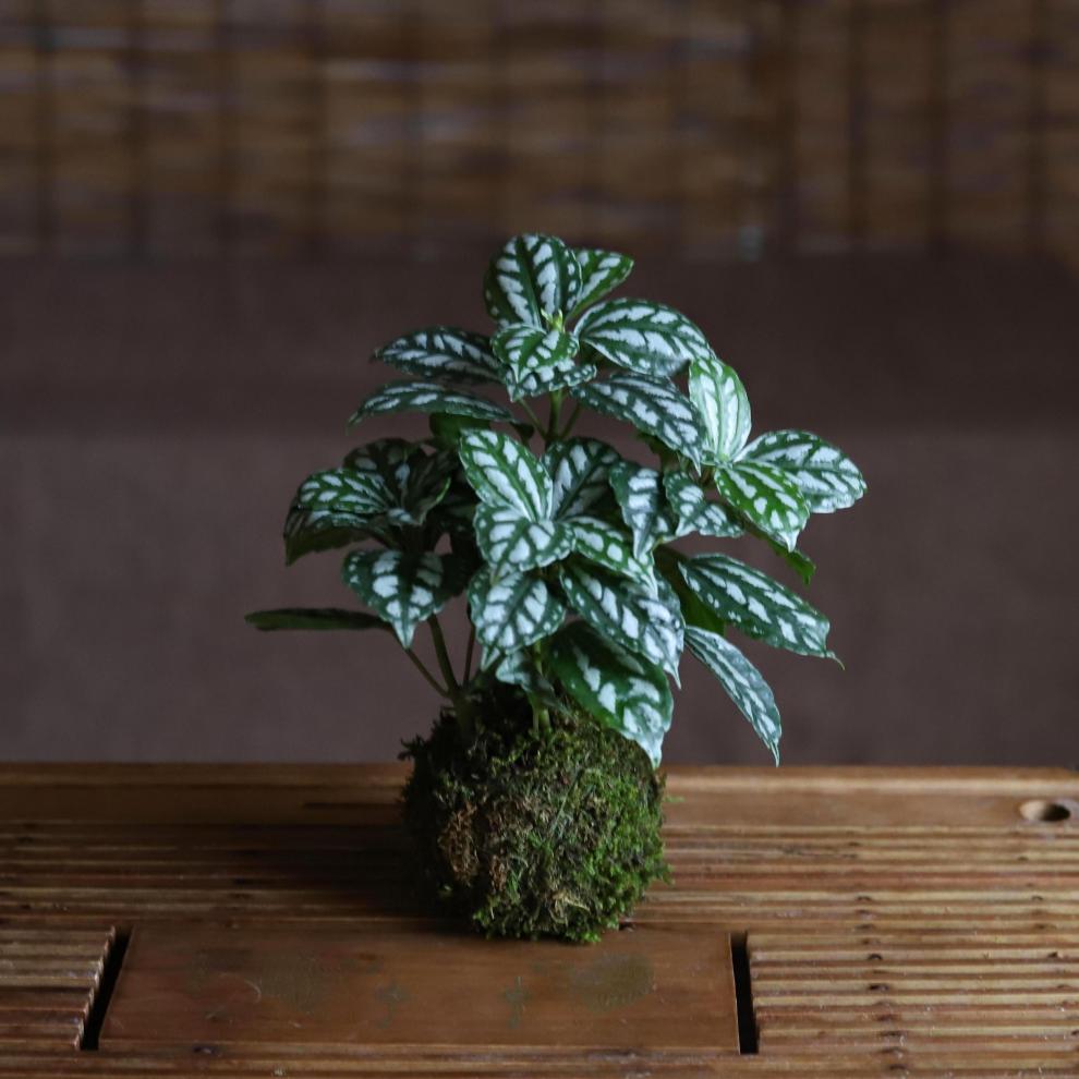 莲海芋办公室内竹芋冷水花吸甲醛桌面小绿植 苔玉小仙女(含紫砂托盘)