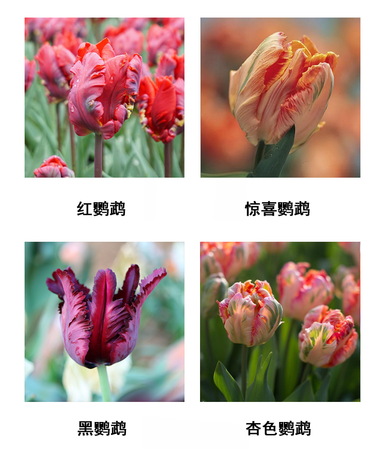 鹦鹉流苏郁金香种球盆栽四季花卉进口种子苗耐寒鹦鹉郁金香魔法鹦鹉1