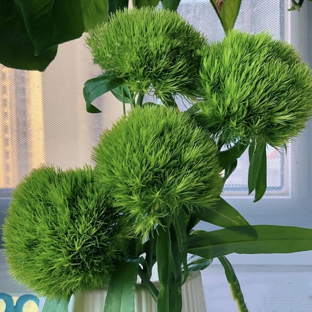 芊阙轻奢芊阙绿毛球绿石竹云南昆明基地直发家庭办公室易水养清新插花