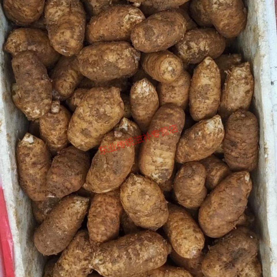 杞里香 云南天麻 小草坝鲜天麻 原生态种植野外生天麻 批发养生之道