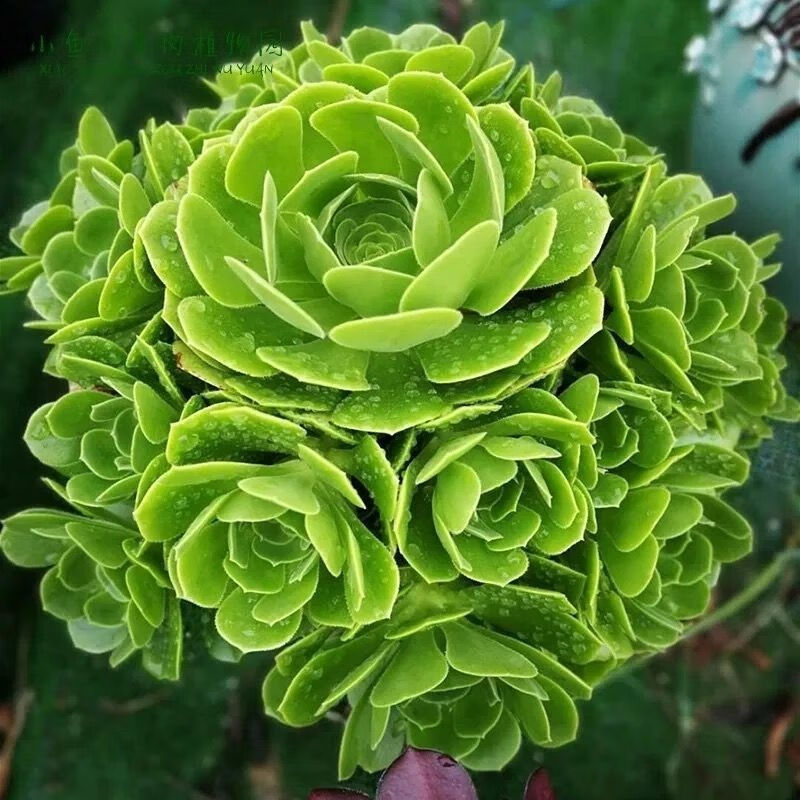 黑法师多肉植物超大法师多头低价批发花卉花盆栽精品套餐园艺盆栽 绿