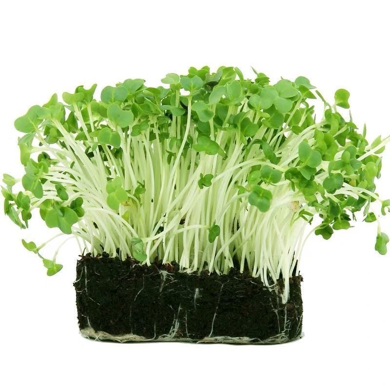 【吃苗萝卜种籽】芽苗菜萝卜籽,散装芽苗菜萝卜种子一斤,蔬菜种子 吃