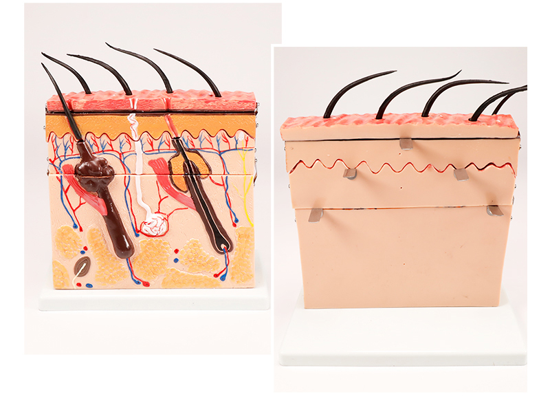 皮肤结构解剖模型 美容教学皮肤组织层次立体构造微整形 皮肤模型 bix