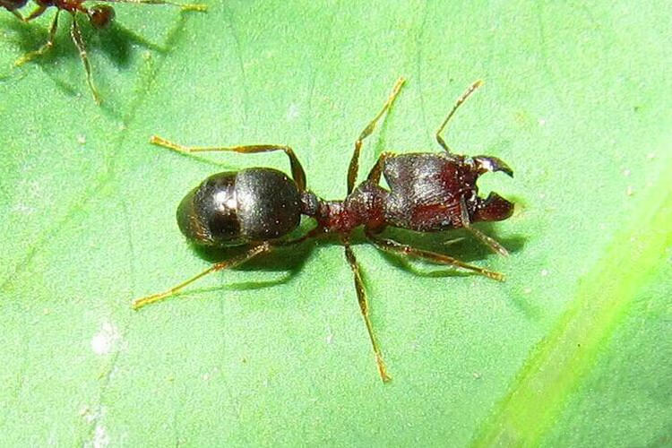 班奇盾 伊大头蚁pheidoleyeensis宠物蚂蚁家园工坊科普教育森大头蚁 1