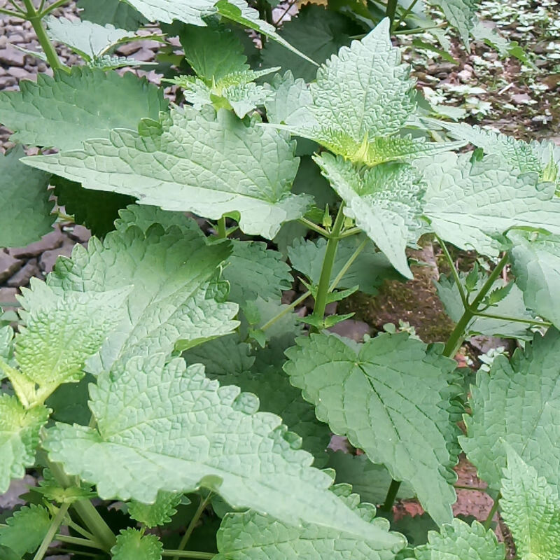 阳台可种植 五香叶鱼香草盆栽 麦基乐 带杆藿香叶一斤(川藿香)【图片