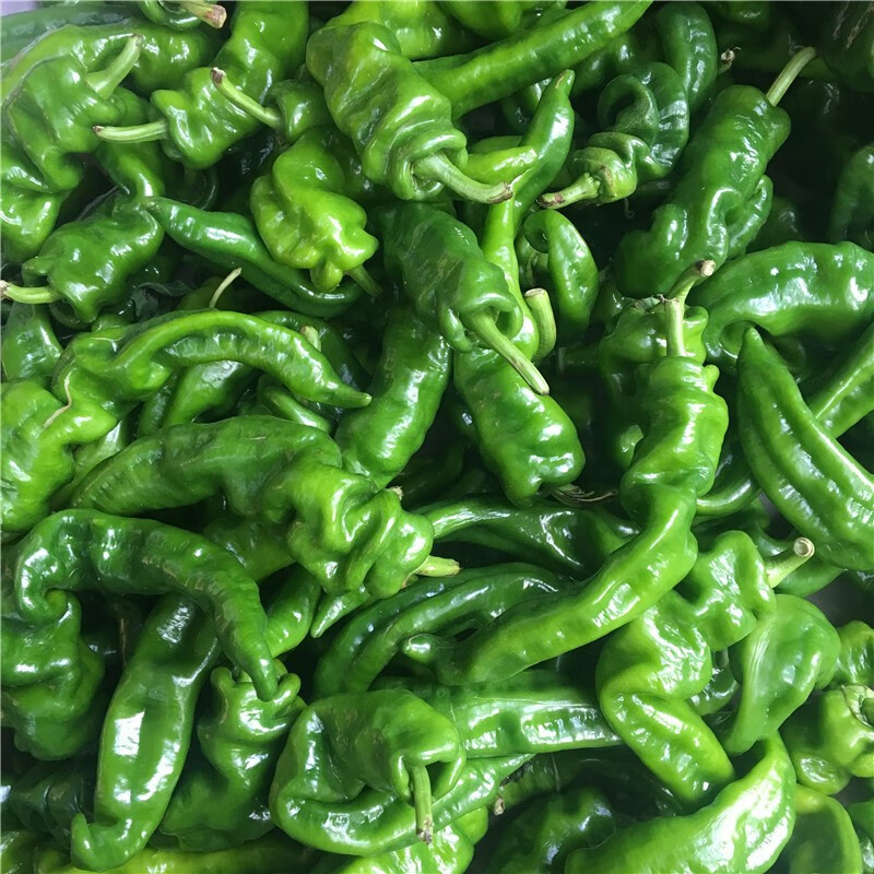 新鲜螺丝椒湖南特产农家自种时令蔬菜软皮薄皮青皱皮土辣椒 斤【图片