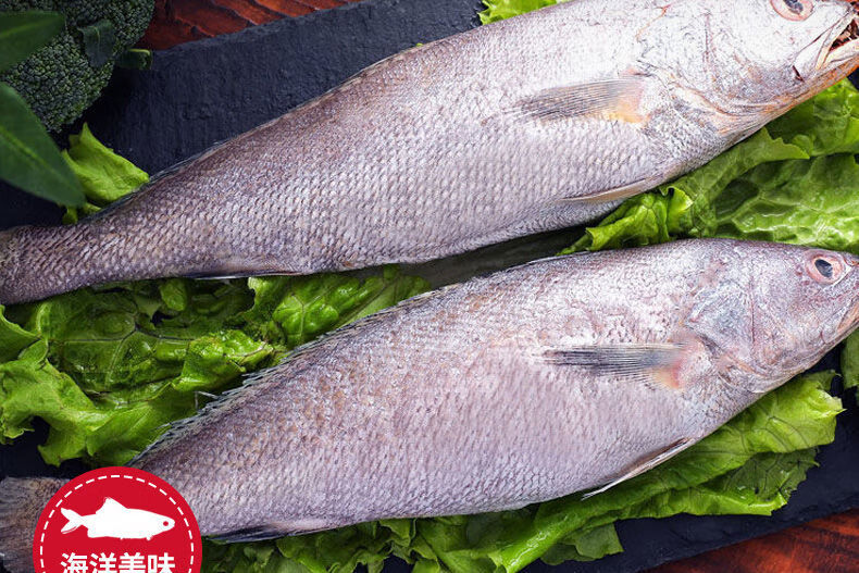 海捕海鲜米鱼海鲜鳘鱼海鲜鲜活米鱼海鲜鲜活鳘鱼海