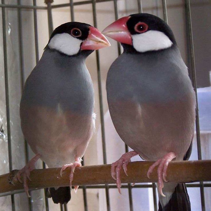 观赏鸟幼灰珍珠鸟宠物鸟手玩鸟活体一对繁殖珍珠鸟活体灰白腰文鸟 一