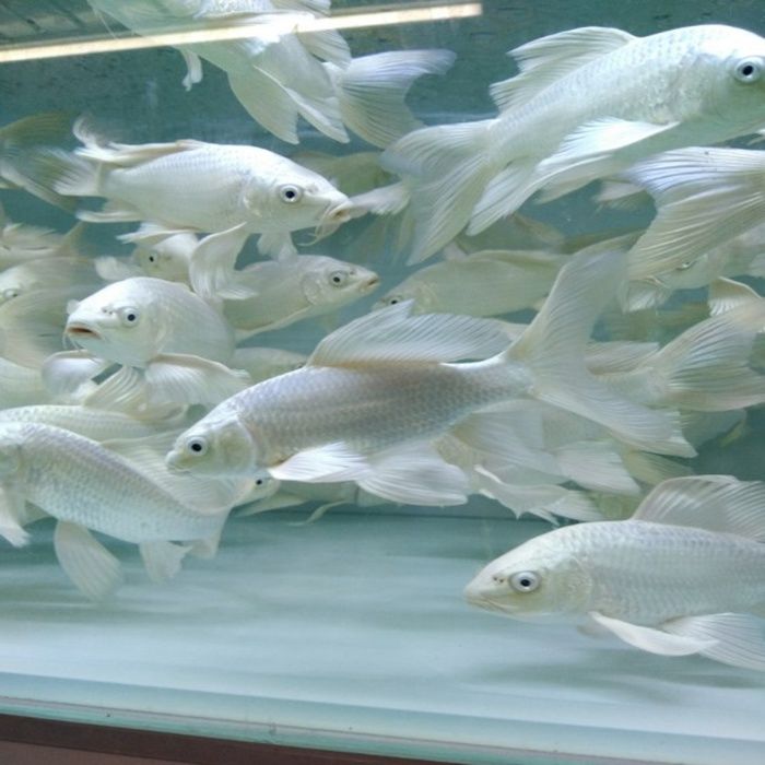 白金龙凤锦鲤金鱼活体宠物鱼风水鱼冷水鱼淡水鱼观赏鱼9月6日发完白金