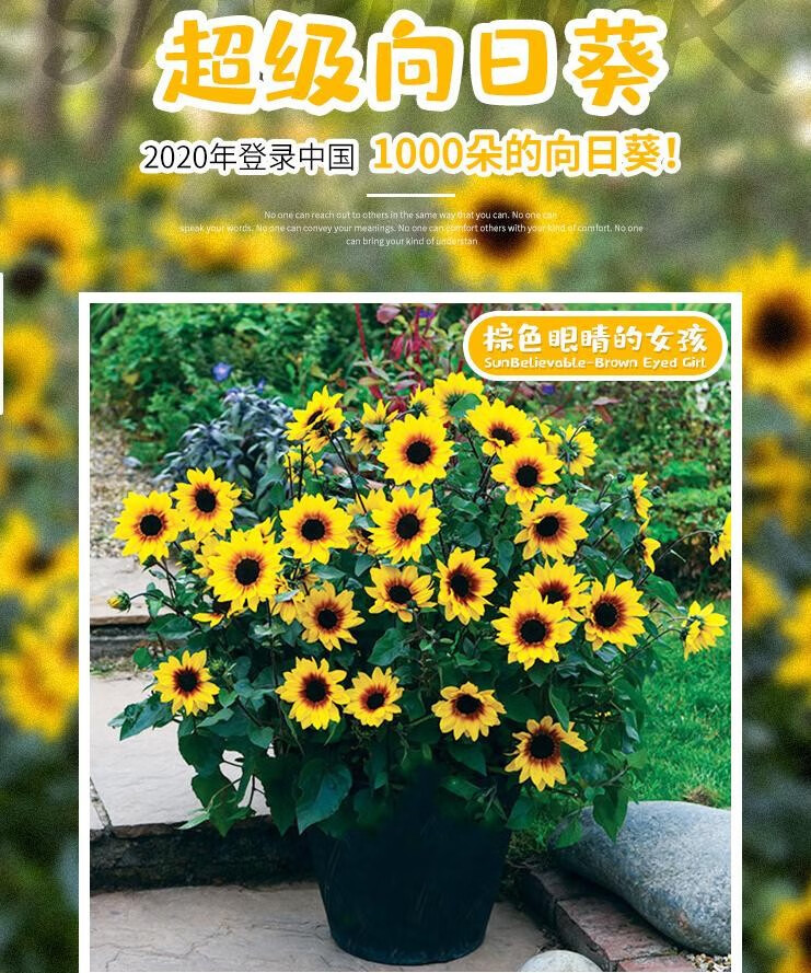 矮生向日葵盆栽花苗成品带花 光辉岁月庭院阳台花卉美观2盆 进口品种