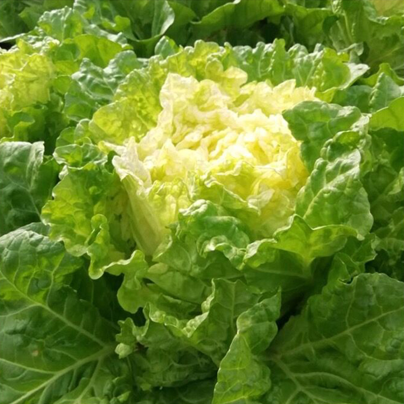 北京小杂55蔬菜种子徐州小杂55小杂56速生早熟杂交小白菜种籽徐州小杂