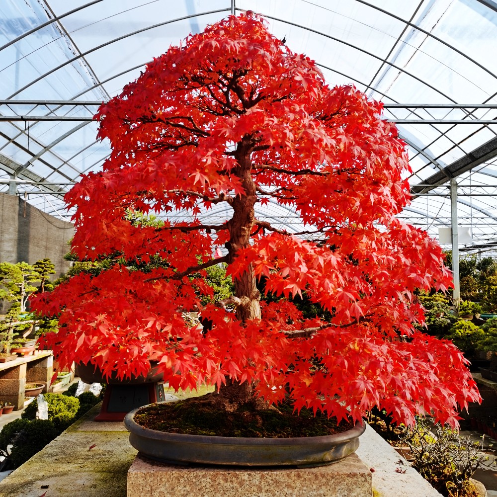 多瑙梦日本红枫盆景红舞姬盆栽老桩四季红枫树苗带叶子室内阳台庭院
