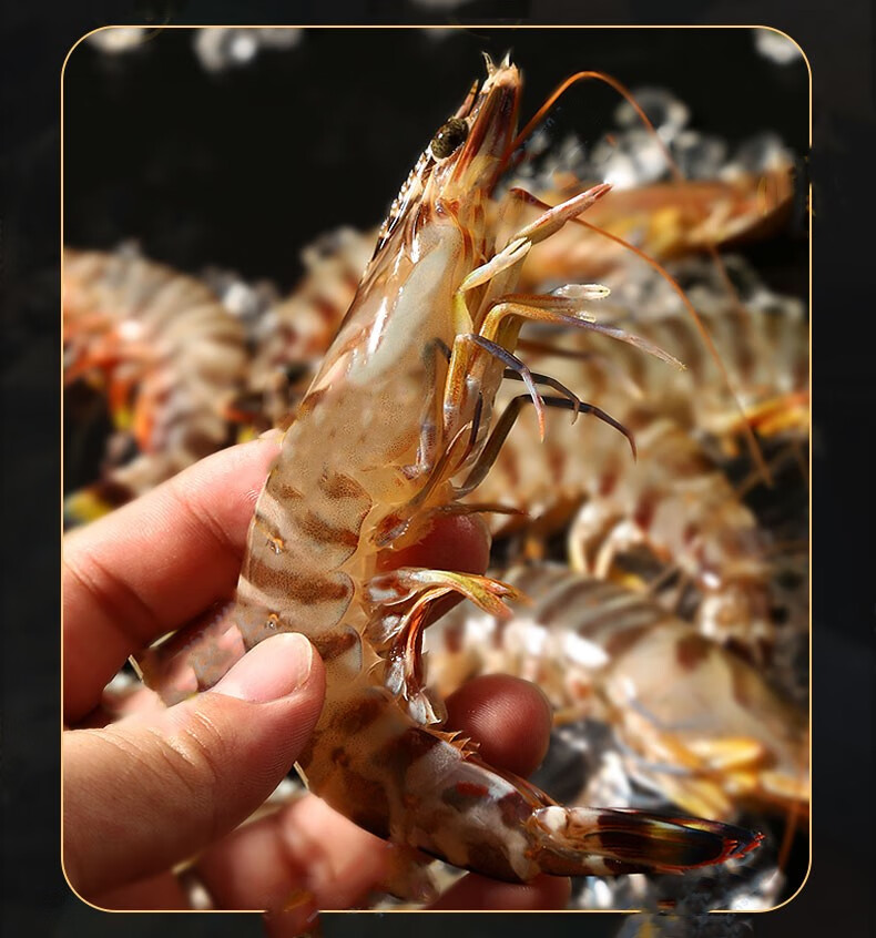 嗑嗑龙竹节虾斑节虾鲜活海鲜特大虾九节虾黑虎虾基围虾速冻海虾花虾