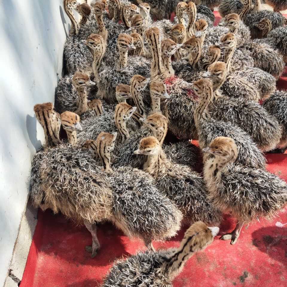 荣郁荣郁 非洲鸵鸟苗小鸵鸟苗鸸鹋鸵鸟幼崽三百斤鸵鸟一对鸵鸟养殖